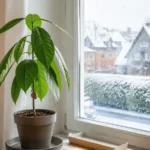 Junger Avocadobaum am hellen Fenster in einer deutschen Wohnung im Winter